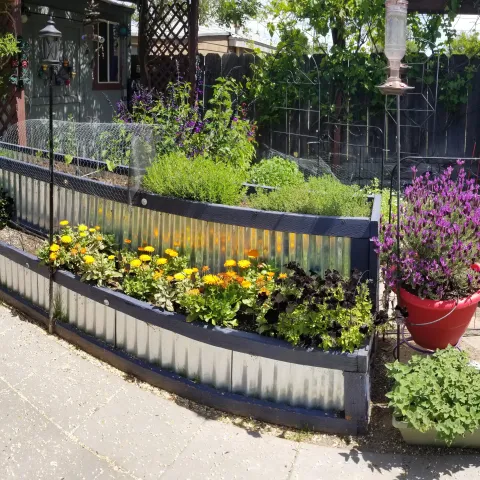 Herbs in raised planters and pots