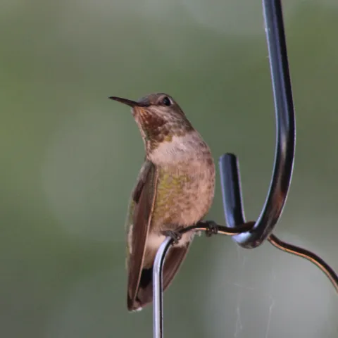 humingbird on feeder