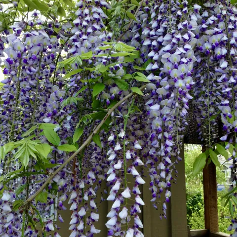 purple and white wisteria blossoms