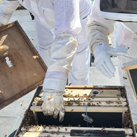 En la fotografía se muestra personas vestidas con traje de protección blanco para entrar a depositar a la abeja reina a una colmena con 12,000 abejas.