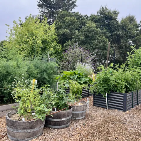 Half barrel and metal raised-bed planters filled with lush green plants