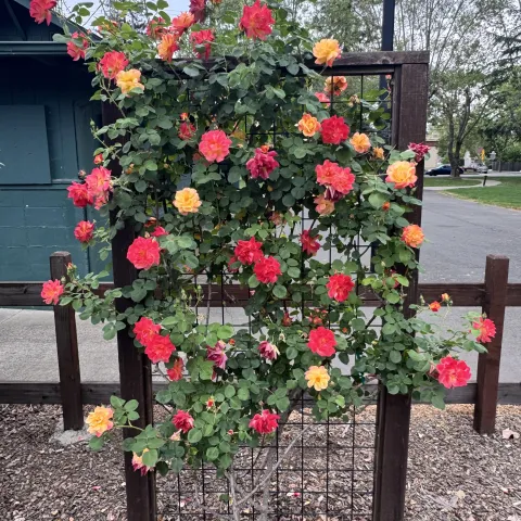 Healthy and vibrant red and yellow roses growing against a trellis. 
