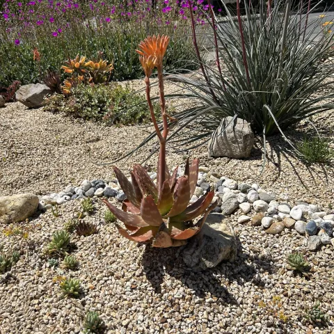 Large brown succulent with a stemmed orange flower growing from the center. Succulent is planted in a rock garden.