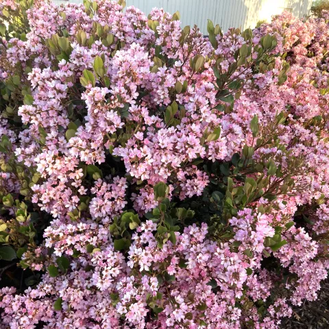 Bush of small pink flowers - Indian Hawthorn