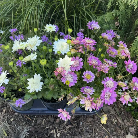 Lantana sellowiana (purple trailing lantana)
