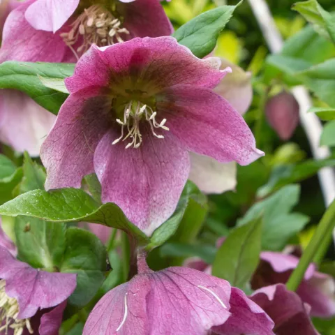 Mauve colored lenten rose blossoms with green leaves.