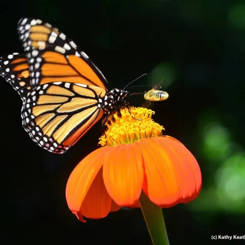 A monarch butterfly and a bee atop an orange zinnia flower