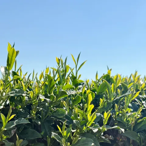 Tea growing in the bright sun 