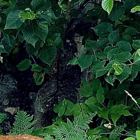 Deer browsing on a tree