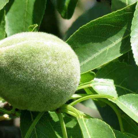 Almond on a tree