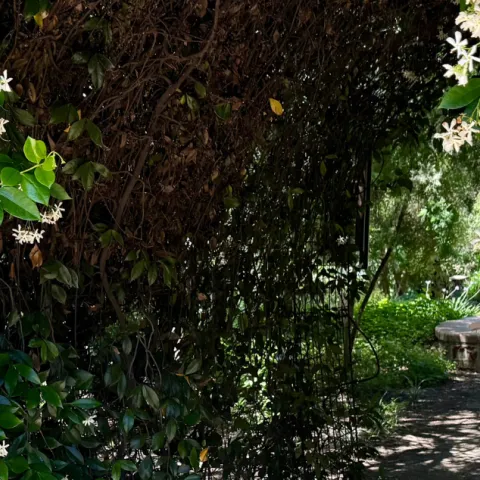 White flowers over an arch