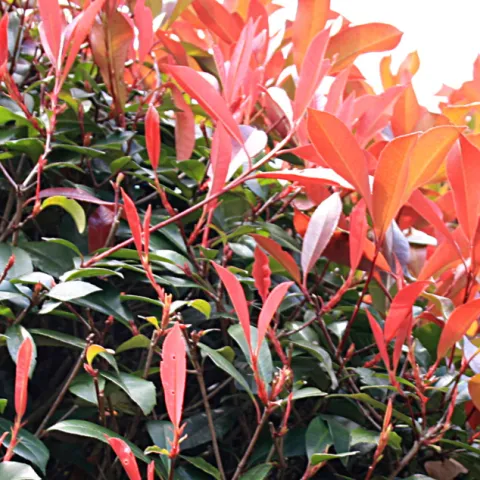 New red leaves on a photinia plant