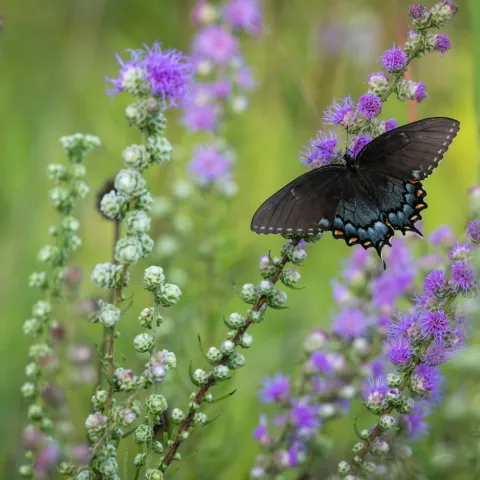 Pipevine Swallowtail Butterfly