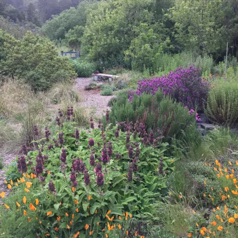 Poppies and hummingbird sage