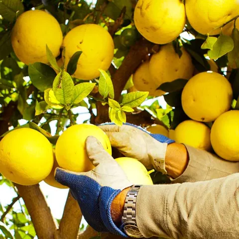 Fruits And Vegetables | UC Agriculture and Natural Resources