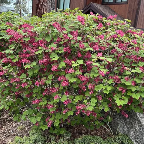 Red Flowering Currant, Ribes sanguineum, during its springtime bloom in a Tahoe backyard.