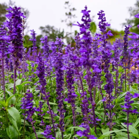 Purple salvia blossoms atop green foliage.