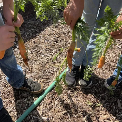 kids holding carrots