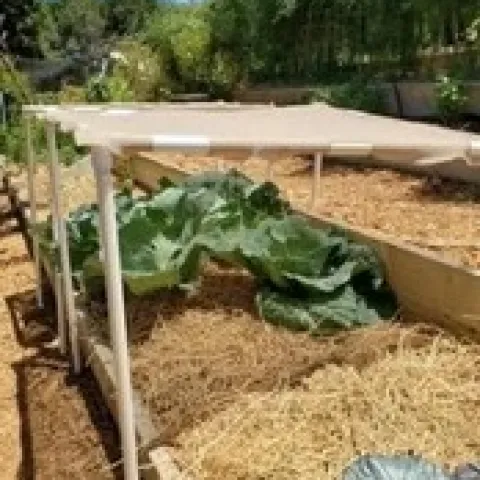 Photo of a simple shade cloth structure over vegetables in a garden bed.