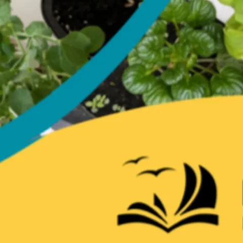 Growing an HERB Garden