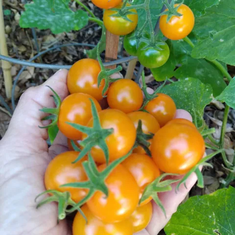 Sun Gold tomato