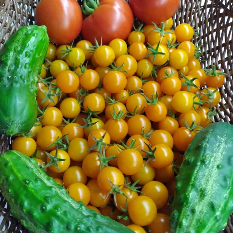 Tomatoes and cucumbers