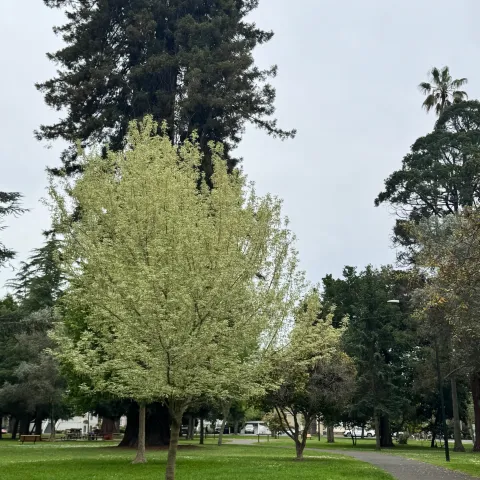 Fuller Park Trees