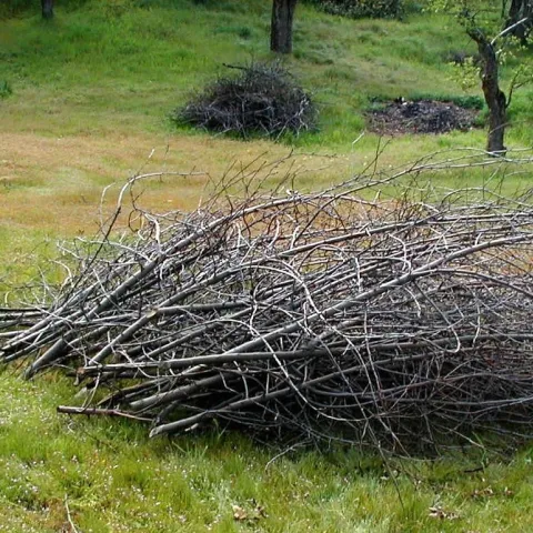 Pile of tree limbs stacked correctly for chipping