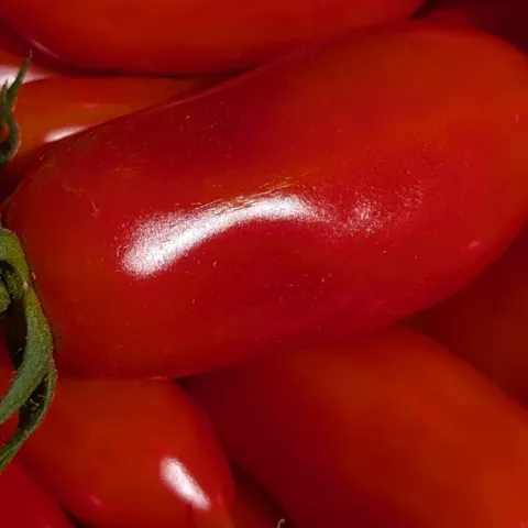 Vegetable planting summary for Sonoma County