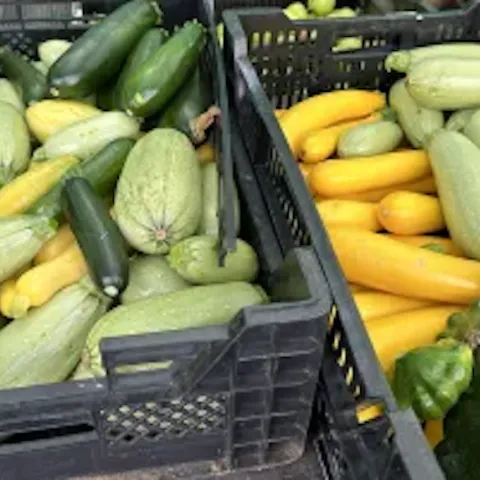 an array of summer squash in crates