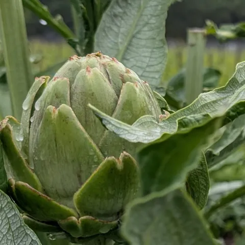growing tips for artichokes in the Sonoma County home garden