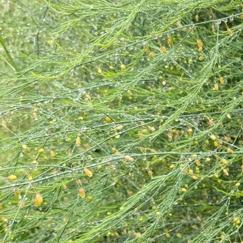 asparagus growing tips for home gardeners in Northern California