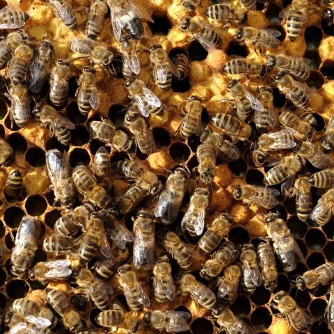 Honey bees at work inside the hive. (Photo by Kathy Keatley Garvey)