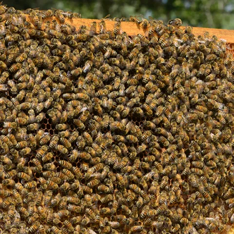 Beekeeper looking at frame of bees.