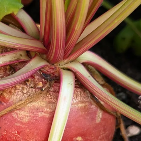 Expert tips for growing beets at home