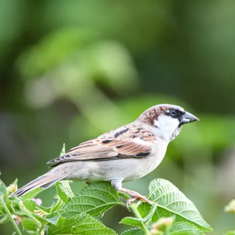 close-up view of a brown and white songbird on a branch with a distant green background