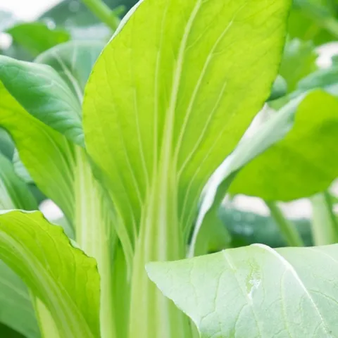 expert tips for growing Asian greens in the Sonoma County home garden