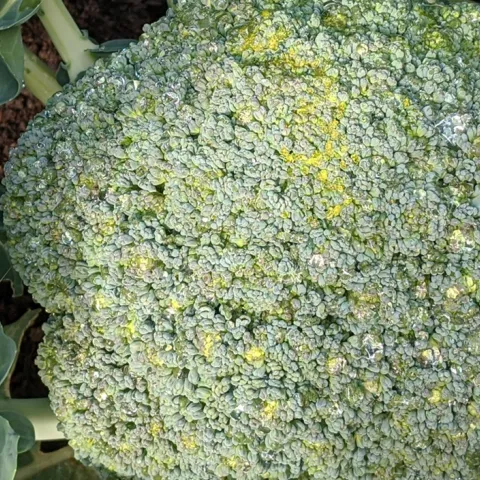 tips for growing broccoli in Sonoma County home gardens