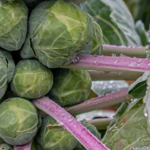 Expert tips to grow Brussels sprouts for home gardeners