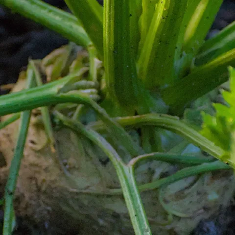 growing celeriac celery root in Sonoma County gardens