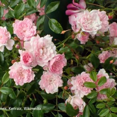 Pink and white roses surrounded by green leaves.