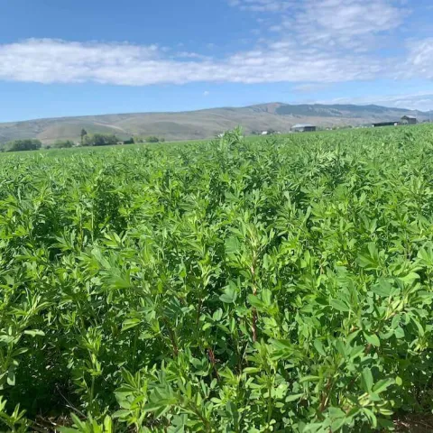 field of alfalfa