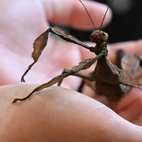 A child holding a stick insect at Bohart Museum of Entomology.