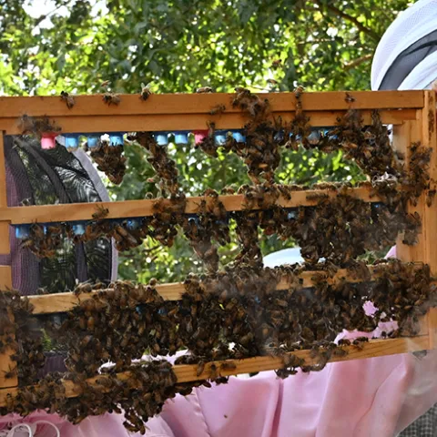 Professor and bee scientist Elina Lastro Niño examining a frame.
