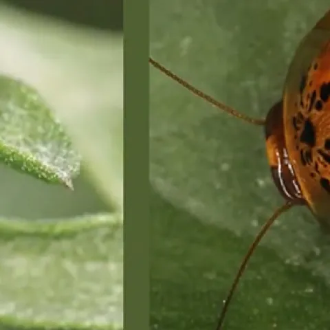 Insect mimicry