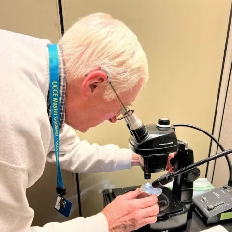 person looking into a microscope