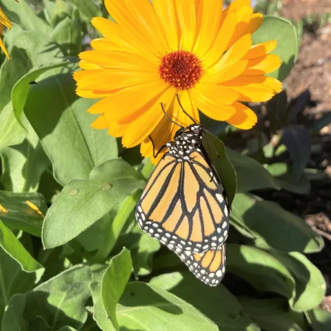 monarch butterfly on a calendula flower