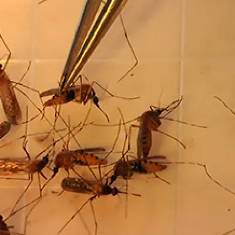 Mosquitoes under a microscope