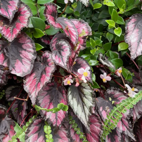 Rex begonia with multicolored leaves