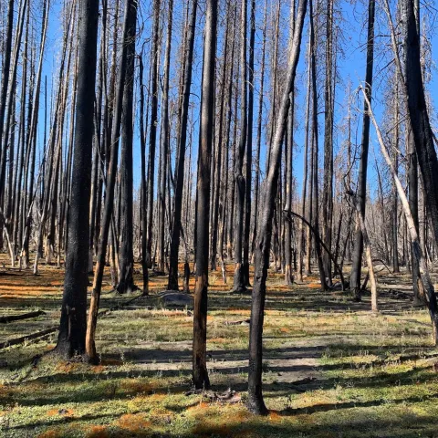 Burned trees in a post-fire landscape.